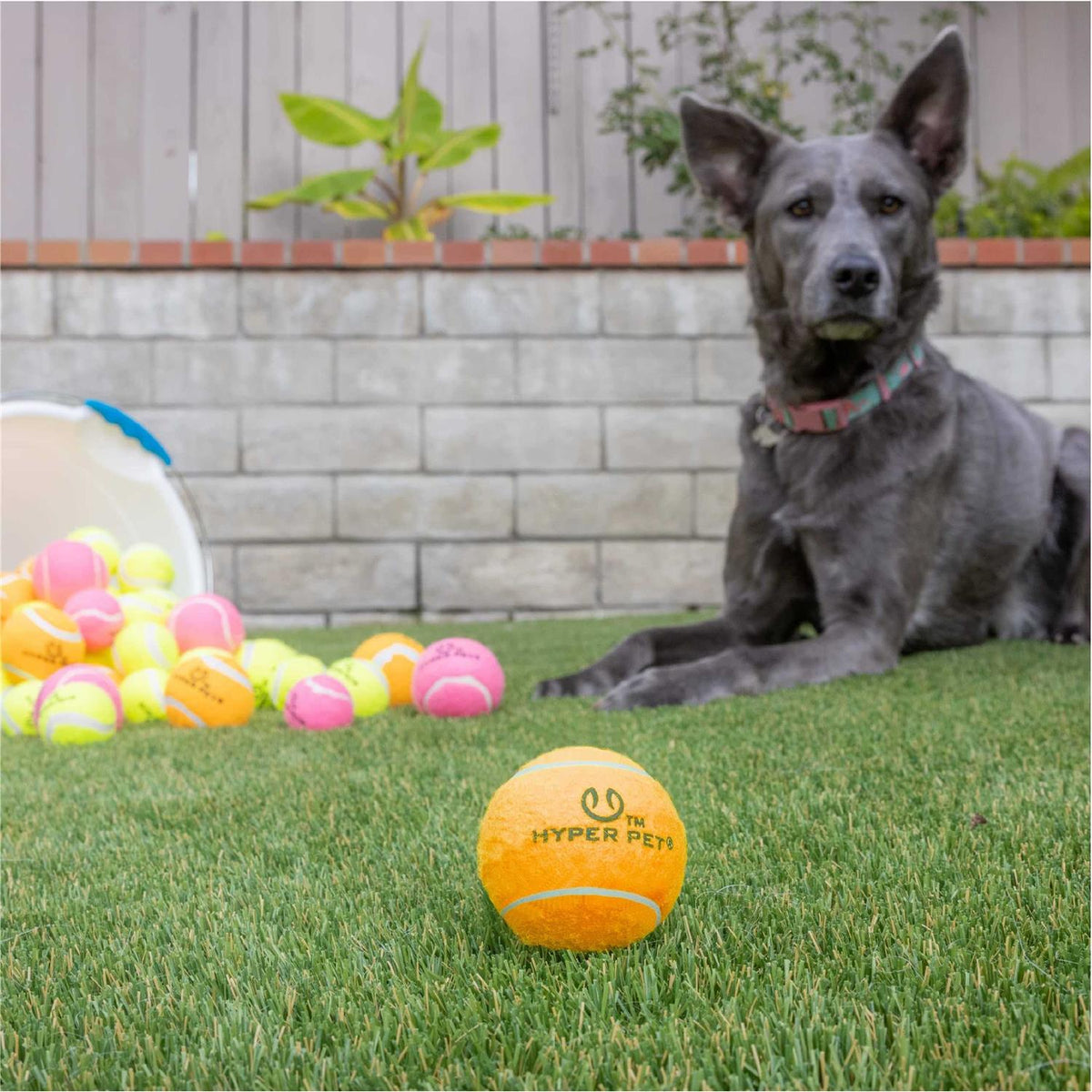 Tennis Balls A701458