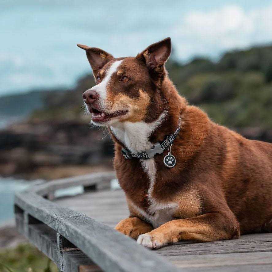 Enamel Stainless Steel Dog ID Tag R907468