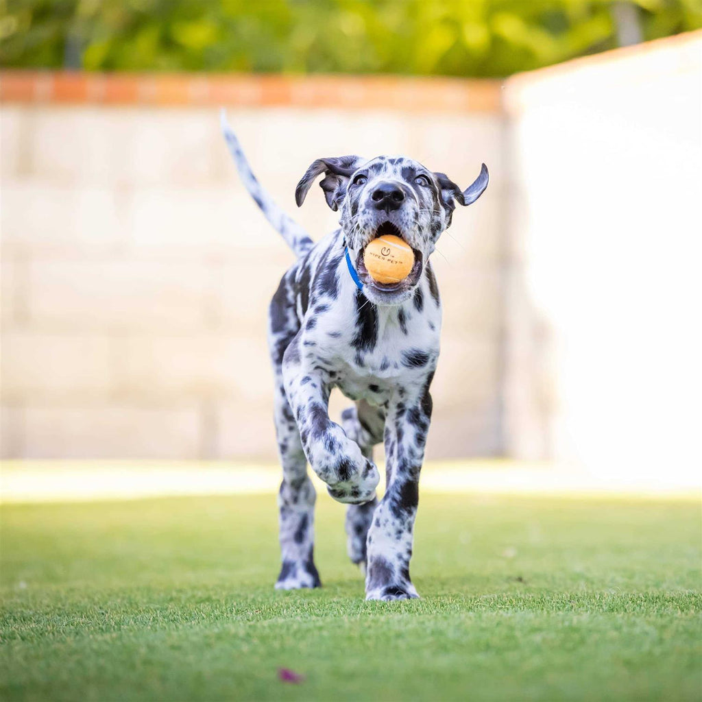 Tennis Balls A701458