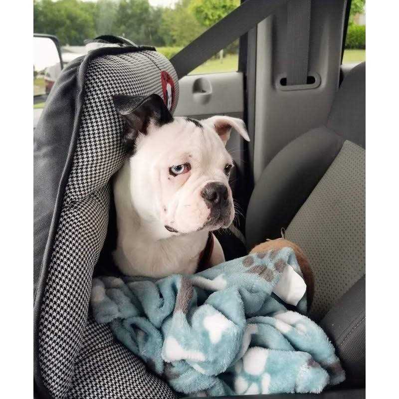 Dog Car Seat for Small and Medium Dogs S642
