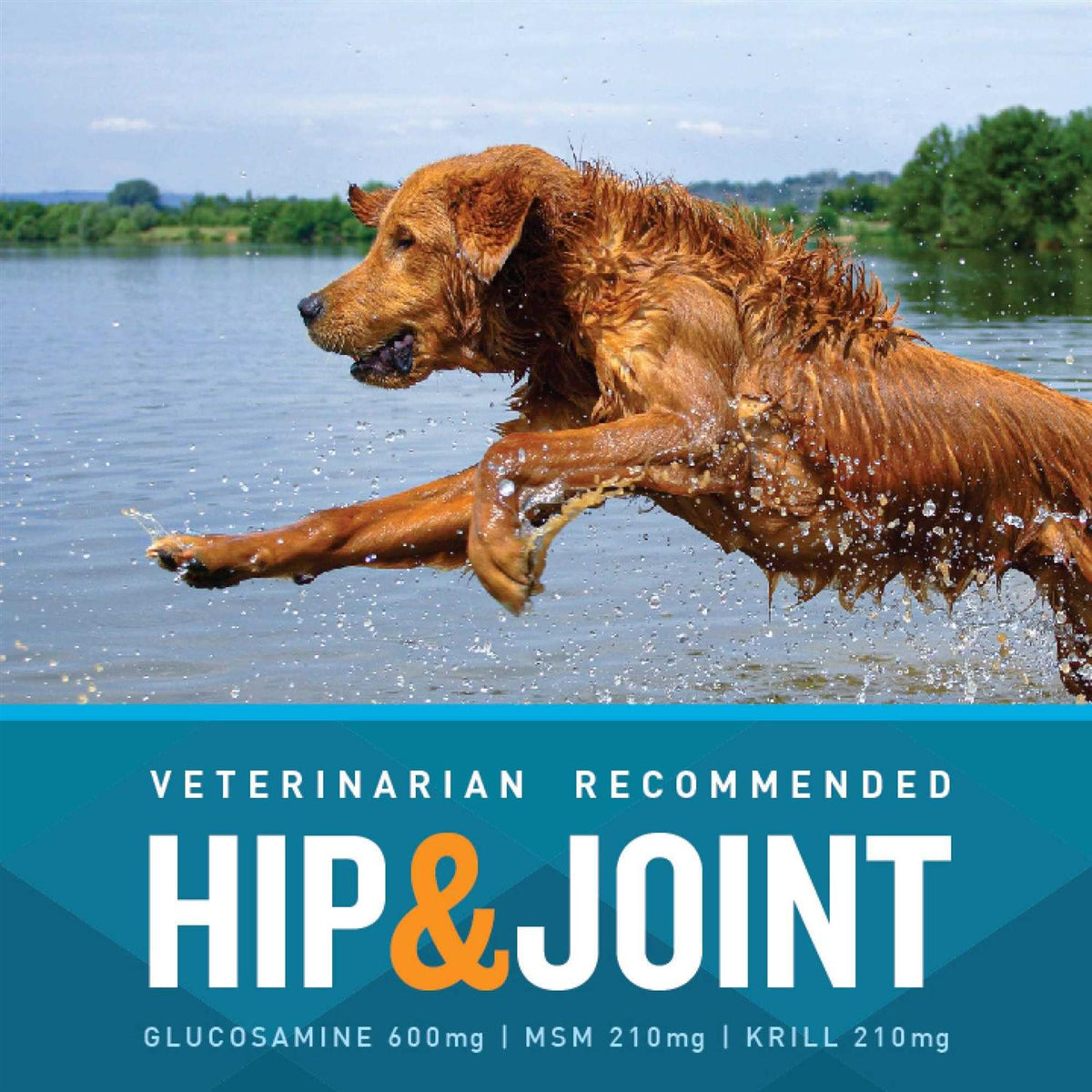 Hip and Joint D59113