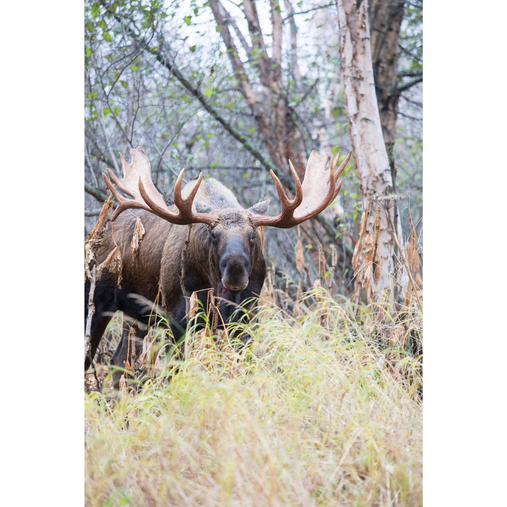 Moose Game Call J84945