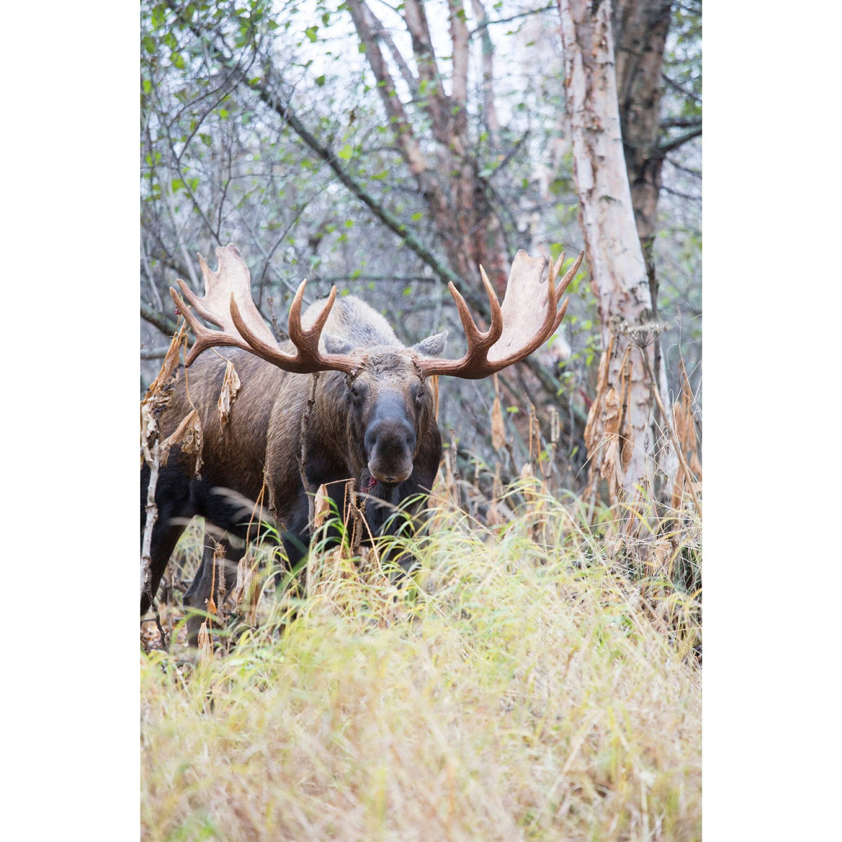 Moose Game Call J84945