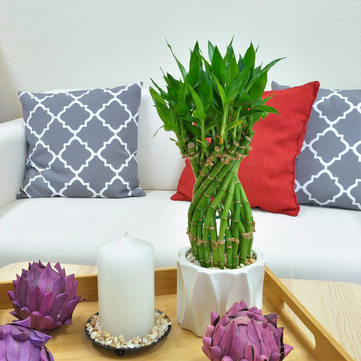Green Lucky Bamboo Plant in Ceramic Planter Y36915
