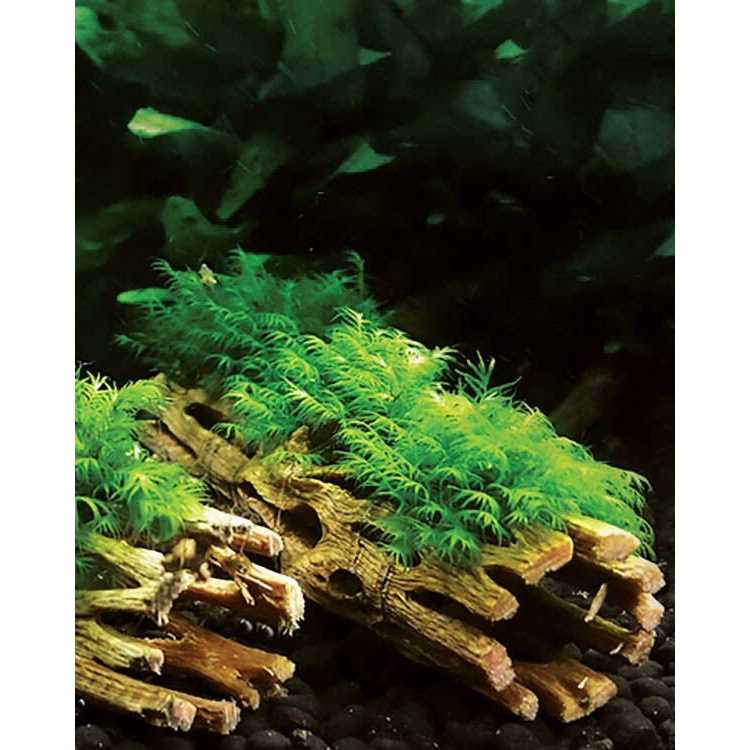 Cholla Wood L1241