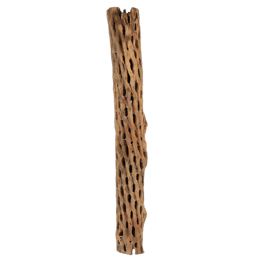 Cholla Wood L1241