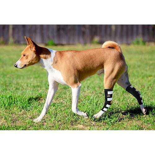 Dog Rear Leg Hock Metal Spring Strips Q951384