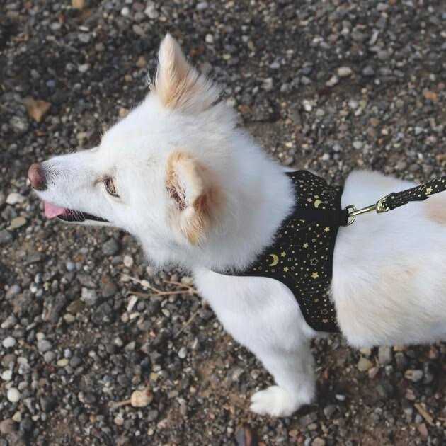 Adjustable Metallic Dog Harness U8195