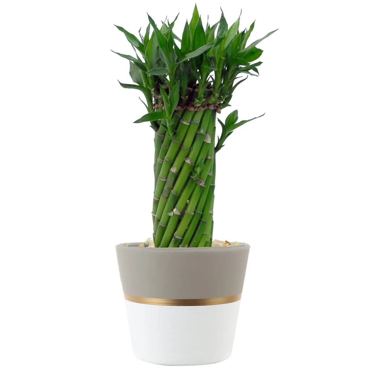 Green Lucky Bamboo Plant in Ceramic Planter Y36915