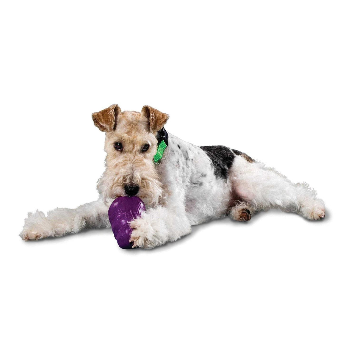 Squirrel Dude Dog Toy L541912