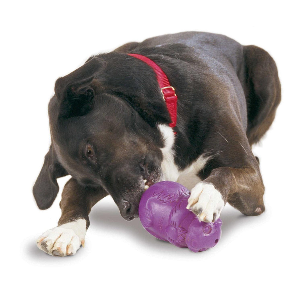 Squirrel Dude Dog Toy L541912