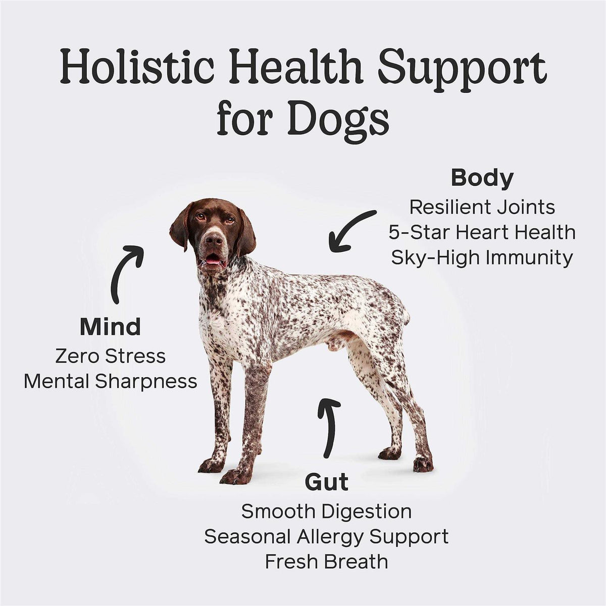 Dog Pet Supplies C347331