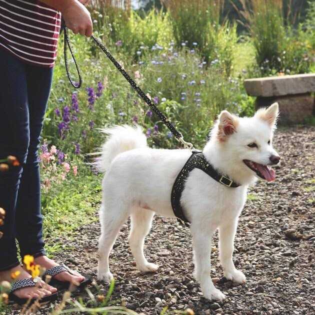 Adjustable Metallic Dog Harness U8195