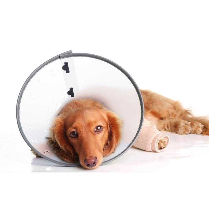 Dog E-Collar P77696