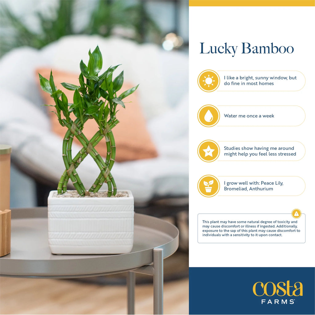 Green Lucky Bamboo Plant in Ceramic Planter Y36915