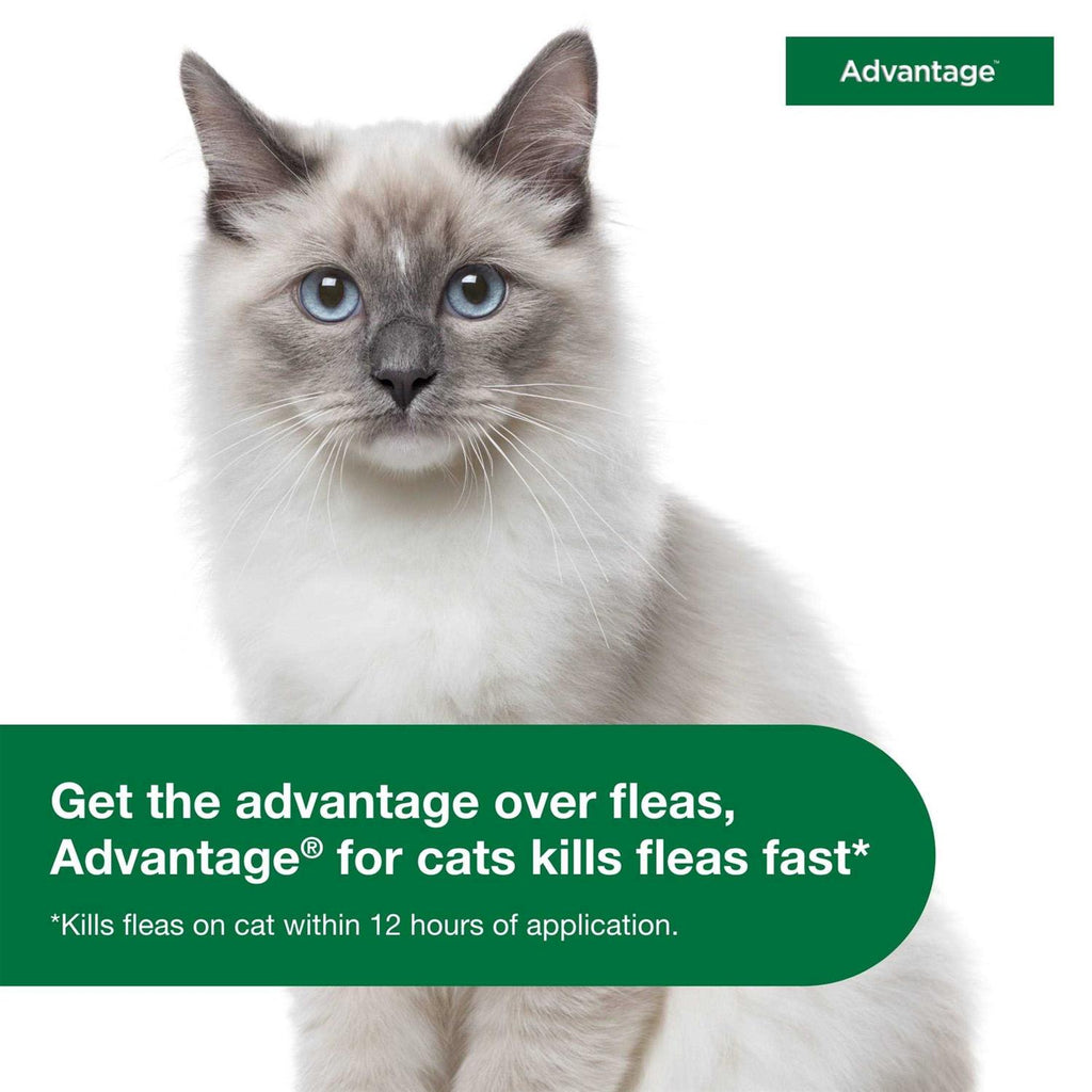 Topical Flea Prevention for Small Cats N5194