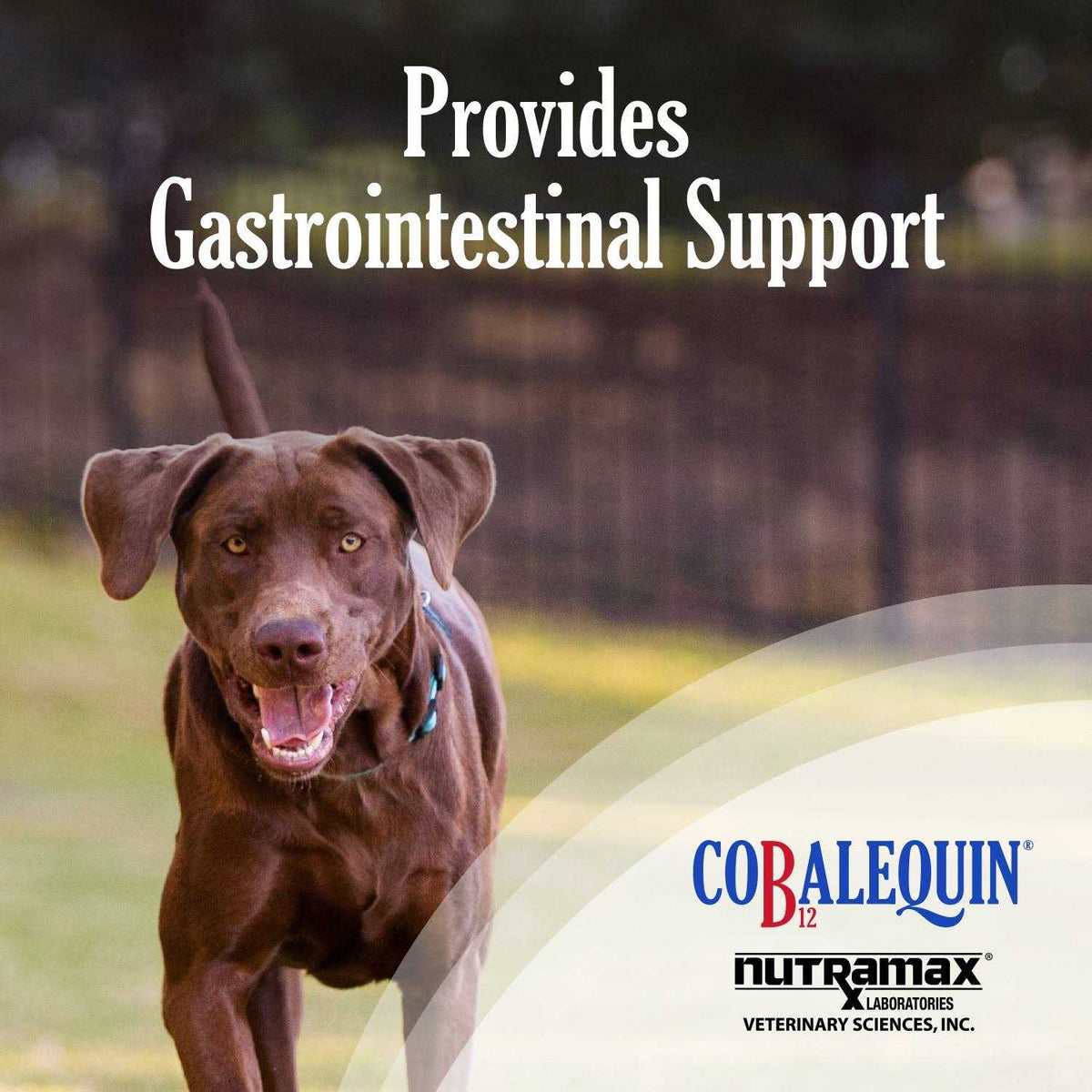B12 Supplement Dogs X54388