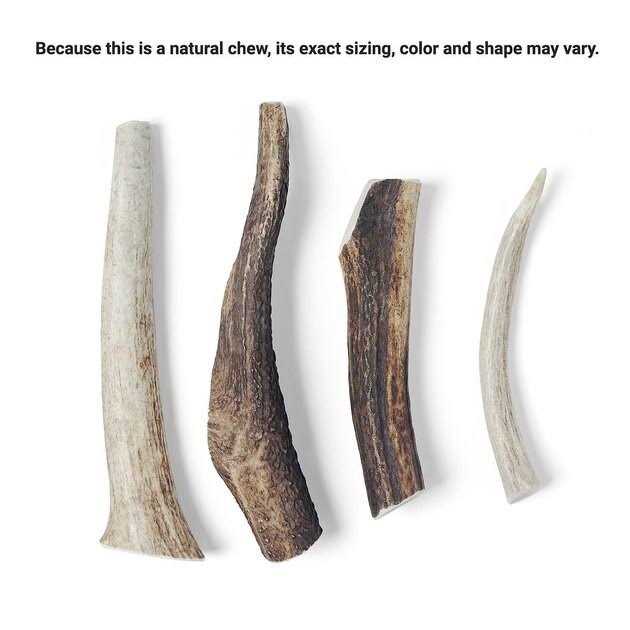 Elk Antler Dog Chew N291736